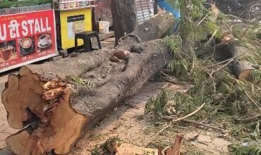CG NEWS:साहब जी…! बिलासपुर शहर में रात के अँधेरे में कौन काट रहा है सड़क किनारे के हरे-भरे पेड़…?  “औचक निरीक्षण” के रेंज में नहीं आती क्या यह सड़क…?