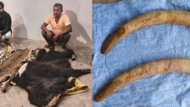 तेंदुआ और भालू की खाल बरामद…तस्करी करते 2न हांथी दांत भी जब्त..वाइल्ड लाइन क्राईम टीम की कार्रवाई..5 गिरफ्तार