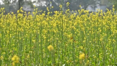 धमतरी बन रहा रोल मॉडल : धान के बदले दलहन-तिलहन ने बदली सोच