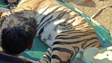 कई दिनों से घूम रही बाघिन रेस्क्यू कर भेजी गई संजय टाइगर रिज़र्व