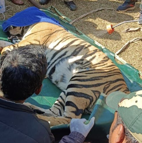 कई दिनों से घूम रही बाघिन रेस्क्यू कर भेजी गई संजय टाइगर रिज़र्व