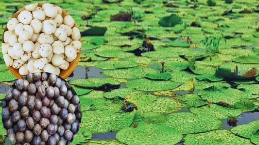 MP में मखाना उत्पादन को बढ़ावा: 150 हेक्टेयर क्षेत्र में पायलट प्रोजेक्ट लागू