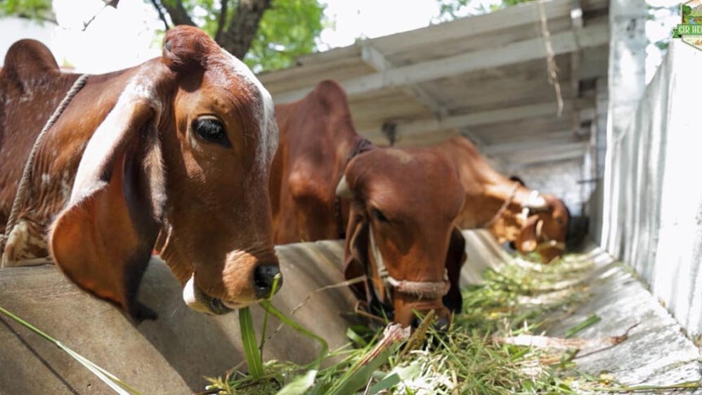 विशेष आर्टिकल-उत्तर प्रदेश में गिर गाय का महत्व: विशेषताएं, फायदे और ग्रामीण विकास में योगदान