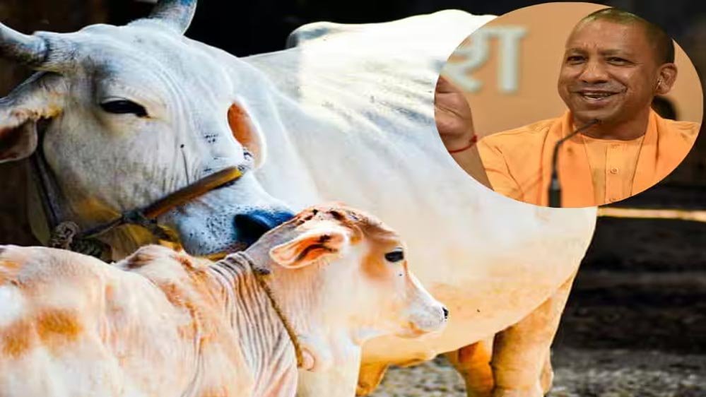 यूपी में डेयरी क्षेत्र में साहीवाल गाय की भूमिका और योगी सरकार की योजनाओं में योगदान