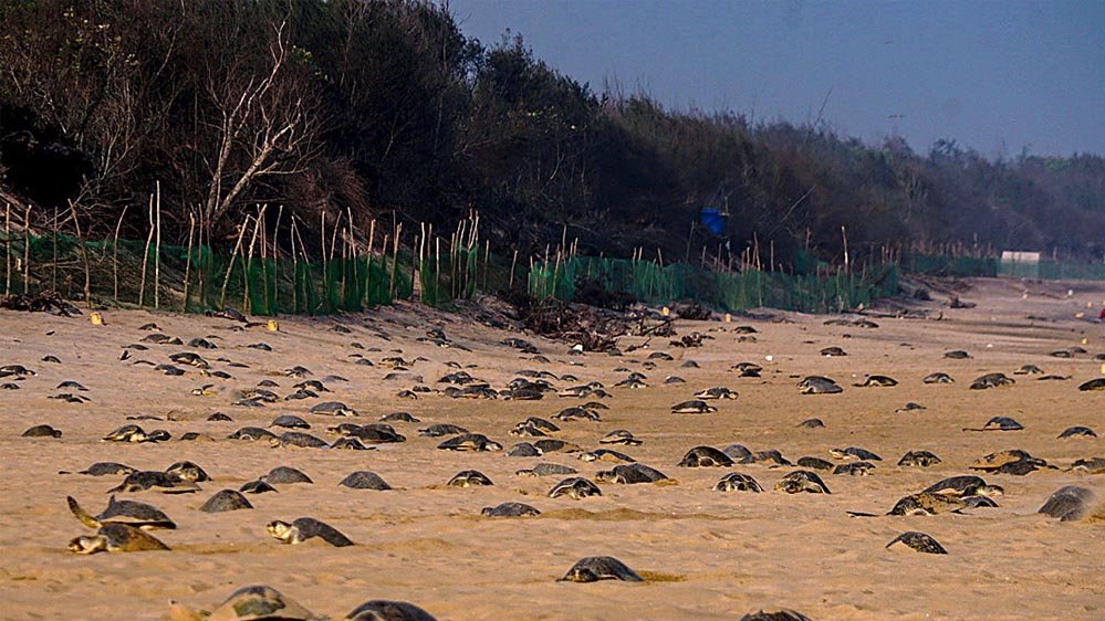 ओडिशा में ‘सी लॉकडाउन’: कछुओं की रक्षा हेतु मछली पकड़ने पर 7 माह का बैन, मछुआरों को मिलेगी आर्थिक सहायता 1 1A 102