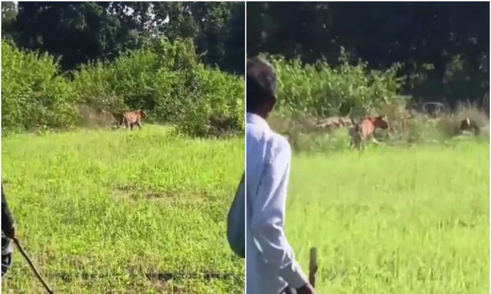 बांधवगढ़ टाइगर रिजर्व के नजदीक उमरिया में दो बाघों ने गांव में मवेशियों को बनाया निशाना