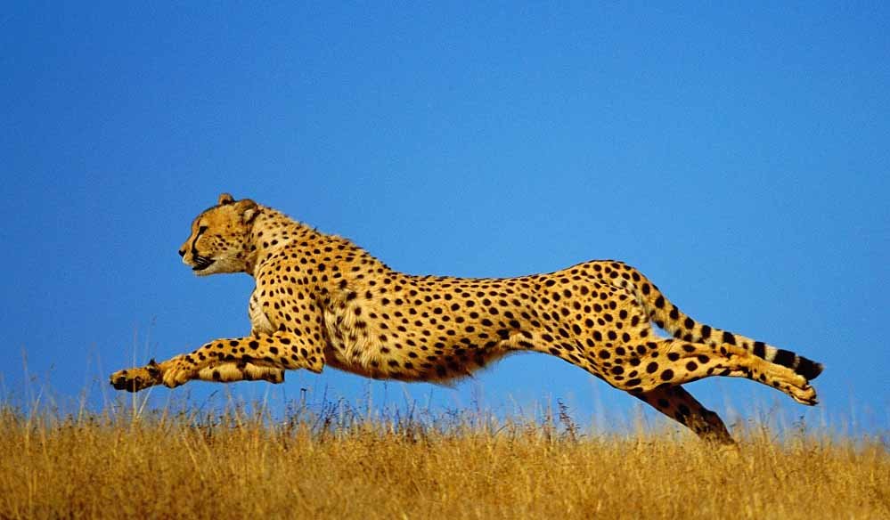 मध्य प्रदेश का कूनो नेशनल पार्क तैयार करता है बड़े अनुभव, 24 चीते और दूसरा फॉरेस्ट रिट्रीट शुरू