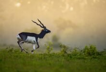 छत्तीसगढ़ का बरनवापारा अभयारण्य बना विलुप्ति के कगार पर पहुंचे काले हिरणों के पुनर्जीवन का मजबूत उदाहरण