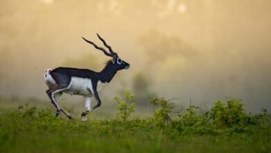 छत्तीसगढ़ का बरनवापारा अभयारण्य बना विलुप्ति के कगार पर पहुंचे काले हिरणों के पुनर्जीवन का मजबूत उदाहरण